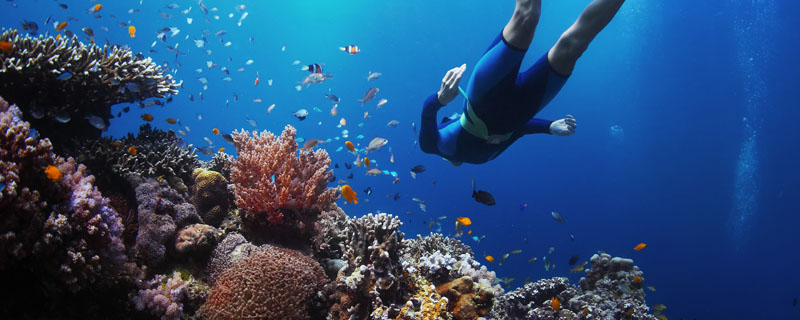 Diving the Indian Ocean, Zanzibar!